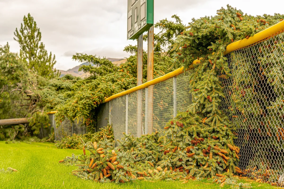 Storm cleanup